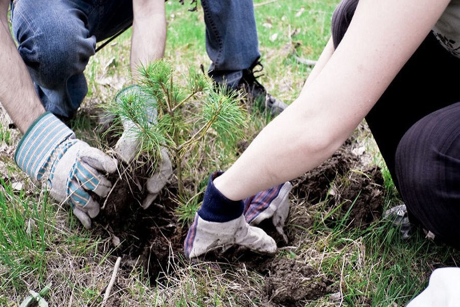 Weed out the bad: Go organic with garden herbicide!