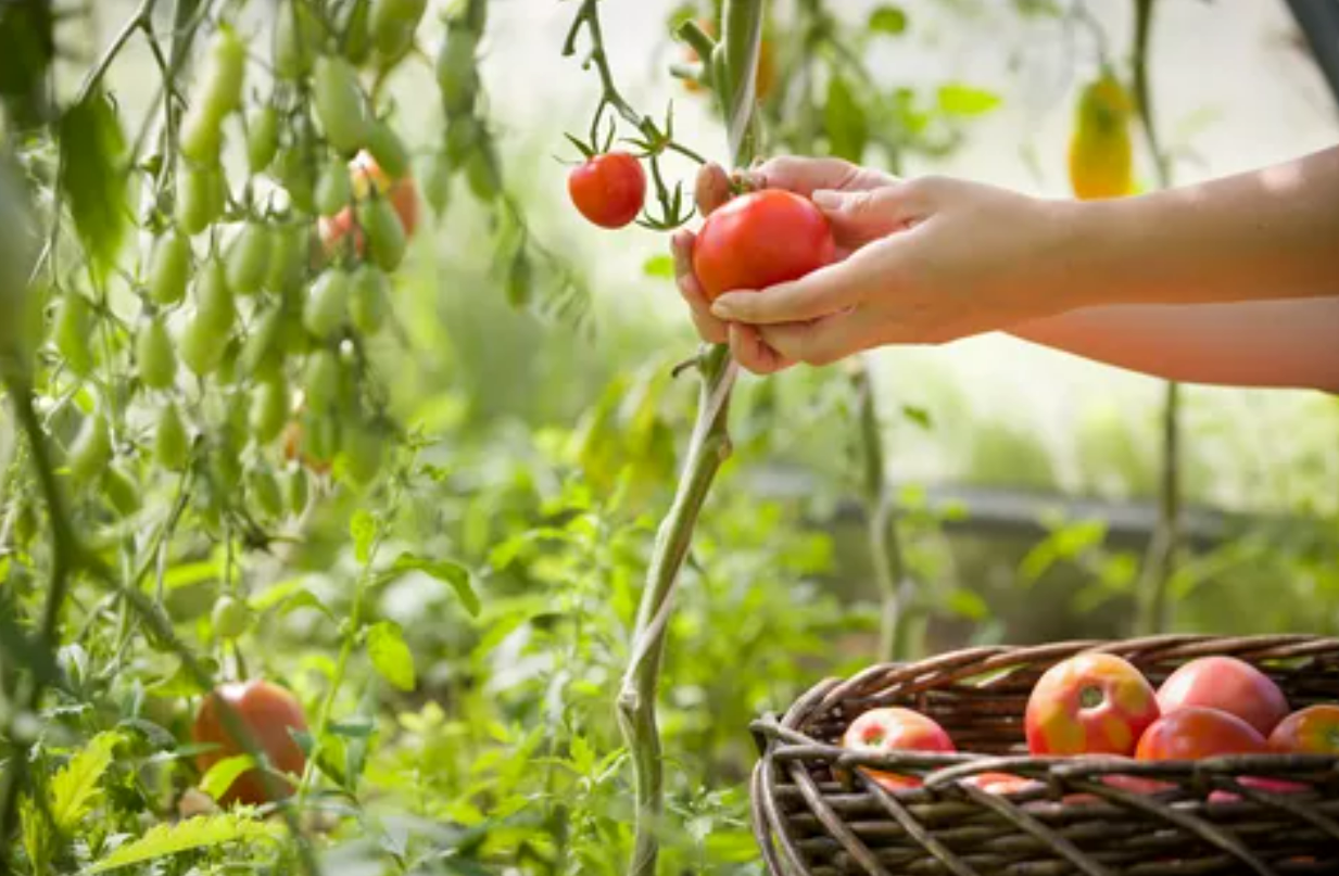 Gardening