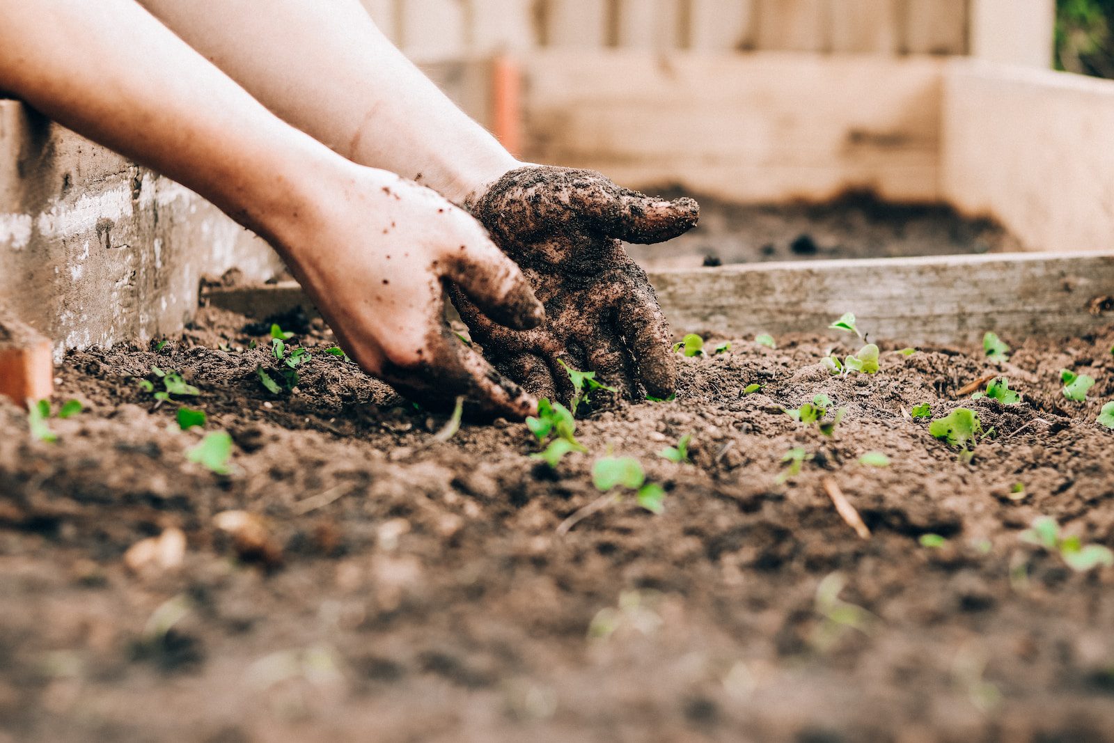 How To Start A Garden