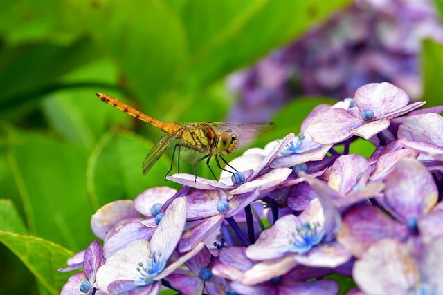 The Magic of Green Thumb: Blissful Tips for Organic Garden Raised Beds!