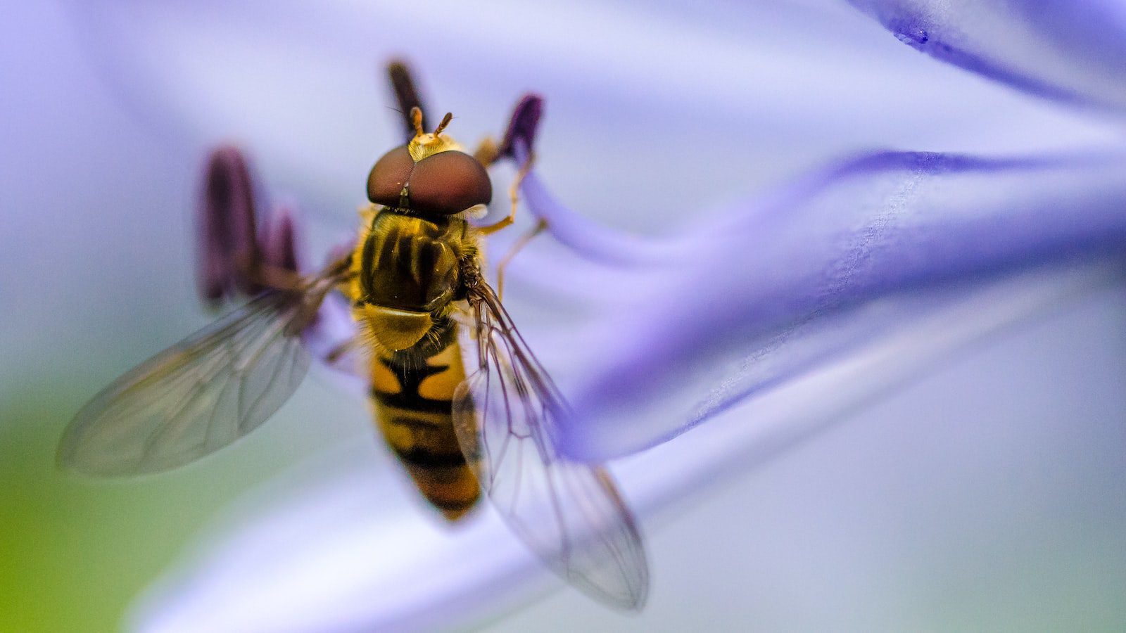 Garden Buddies: Bionic Sprays That Make Bugs Say ‘No Way!