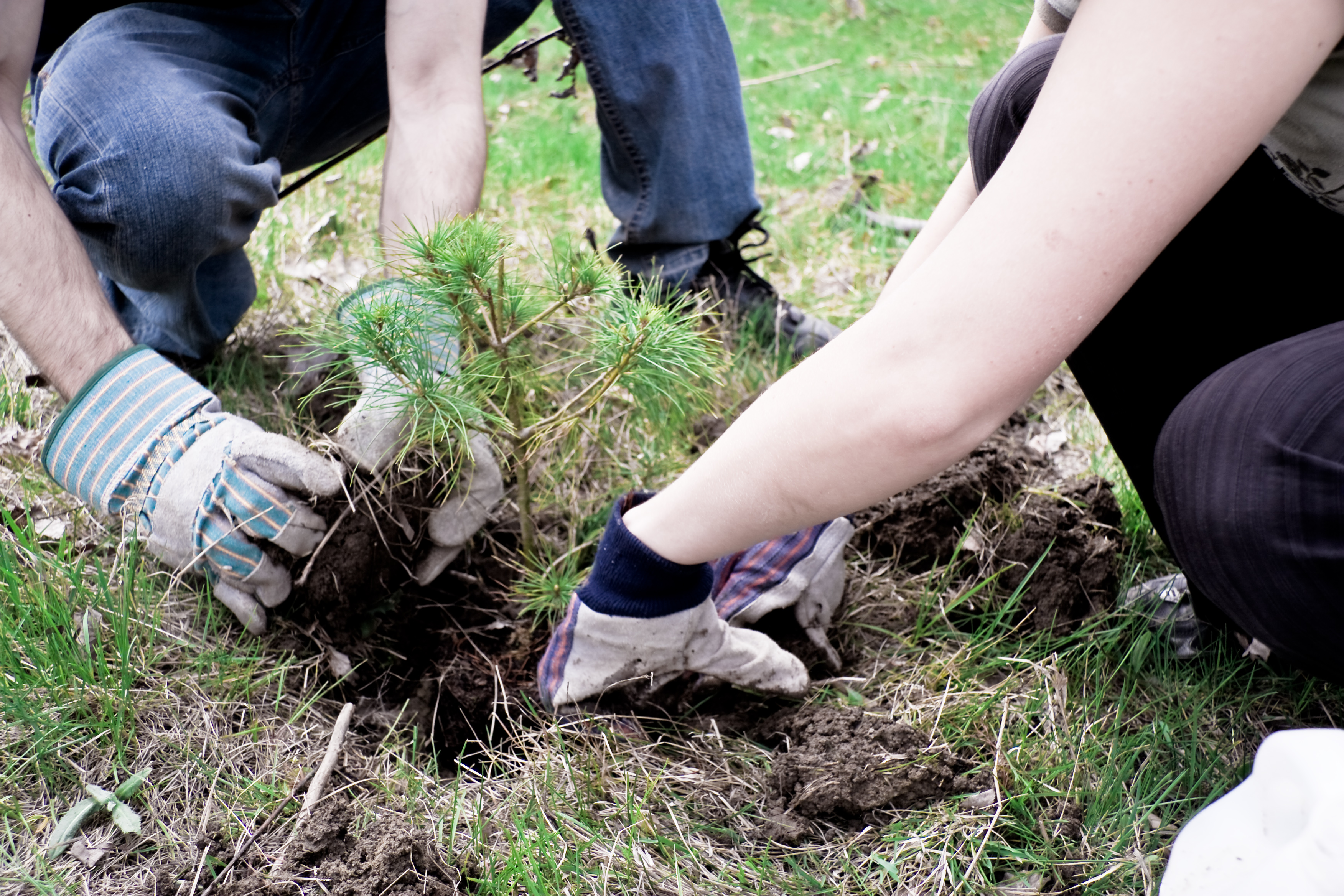 1. Planting the Seed of Veggie Success: How to Kickstart Your Organic Garden Adventure!