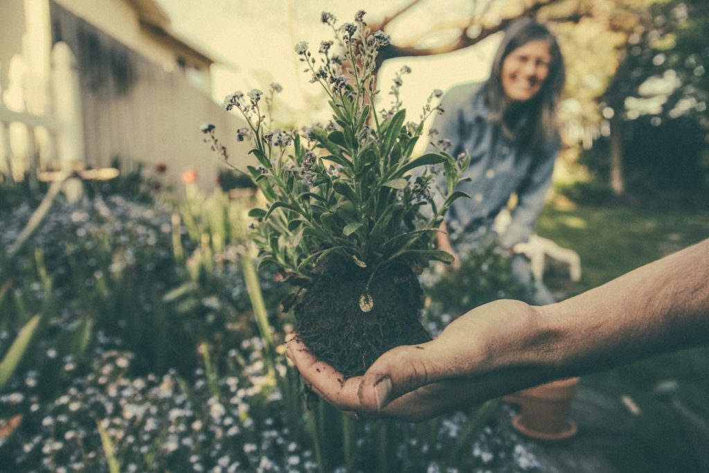 natural garden fungicide