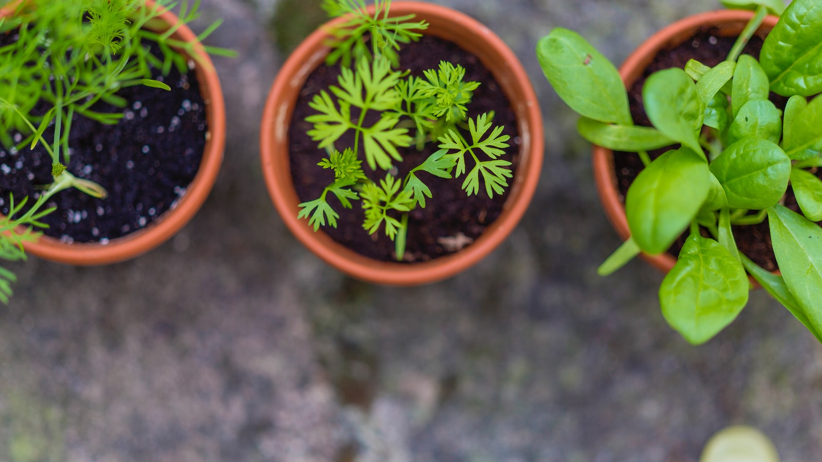 2.⁢ From Drab to Fab: Transform Your Garden with a Rainbow ‍of Blooming Bliss!