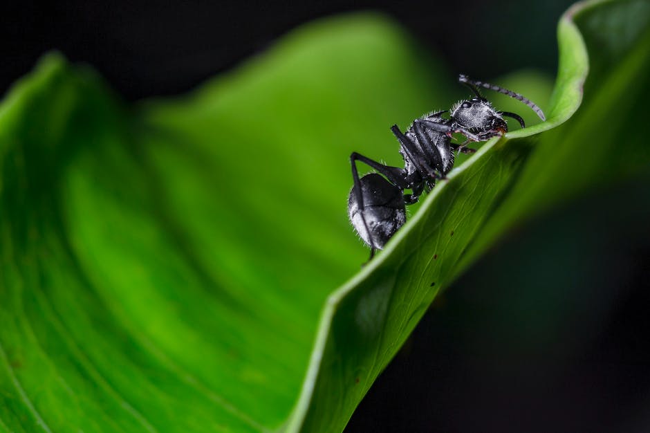 2. The Mighty Ant Busters: Organic ⁢Garden Ant Killer‍ to the ‌Rescue! 🌻🔫