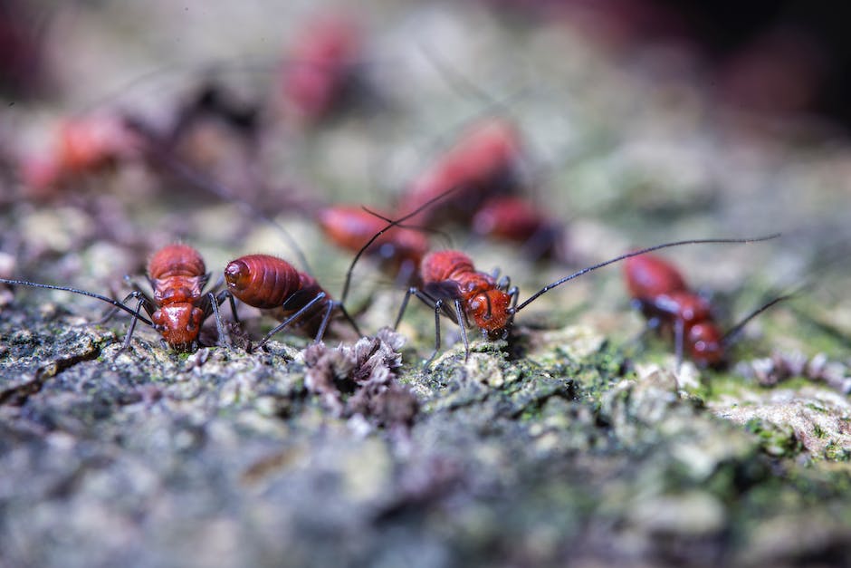 1. Unleashing Mother Nature's Secret Weapon: Say Goodbye⁣ to Pesky ⁢Garden Ants! 🐜🌿