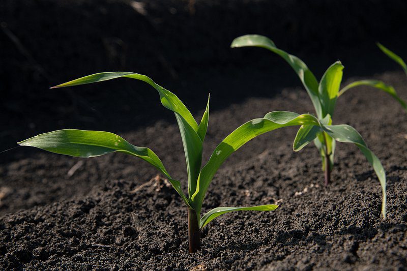 Grow Happy! Discover the Joy of Raised Bed Gardening