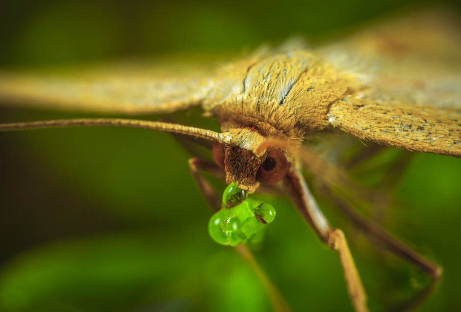 2. Discover Nature's Secret Weapons: Your Allies Against Bugs!