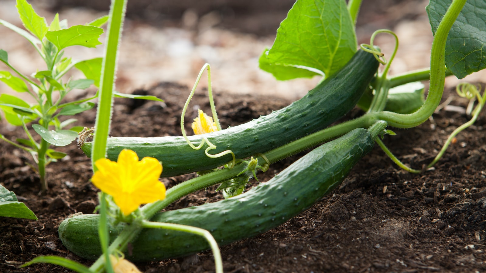 1. Blooming Paradise: Discover the Magical World of Organic Gardening!