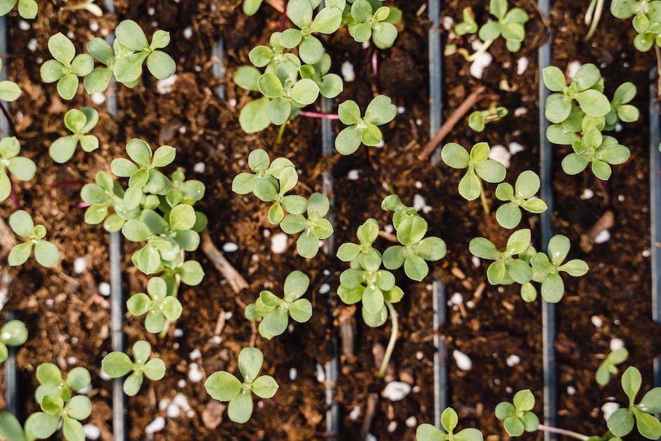 2. From Seedlings to Symphony: Discovering the Delightful Art​ of Gardening and Creating a Harmonious Landscape