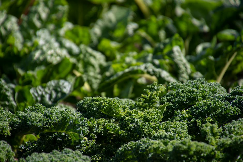 Growing Green Goodness: Sprout Your Blissful Bounty with Organic Veggie Power!