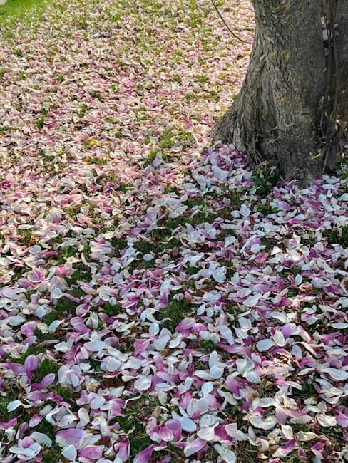 Blooming Bounty: Unveiling the Secrets of Lively Gardens!