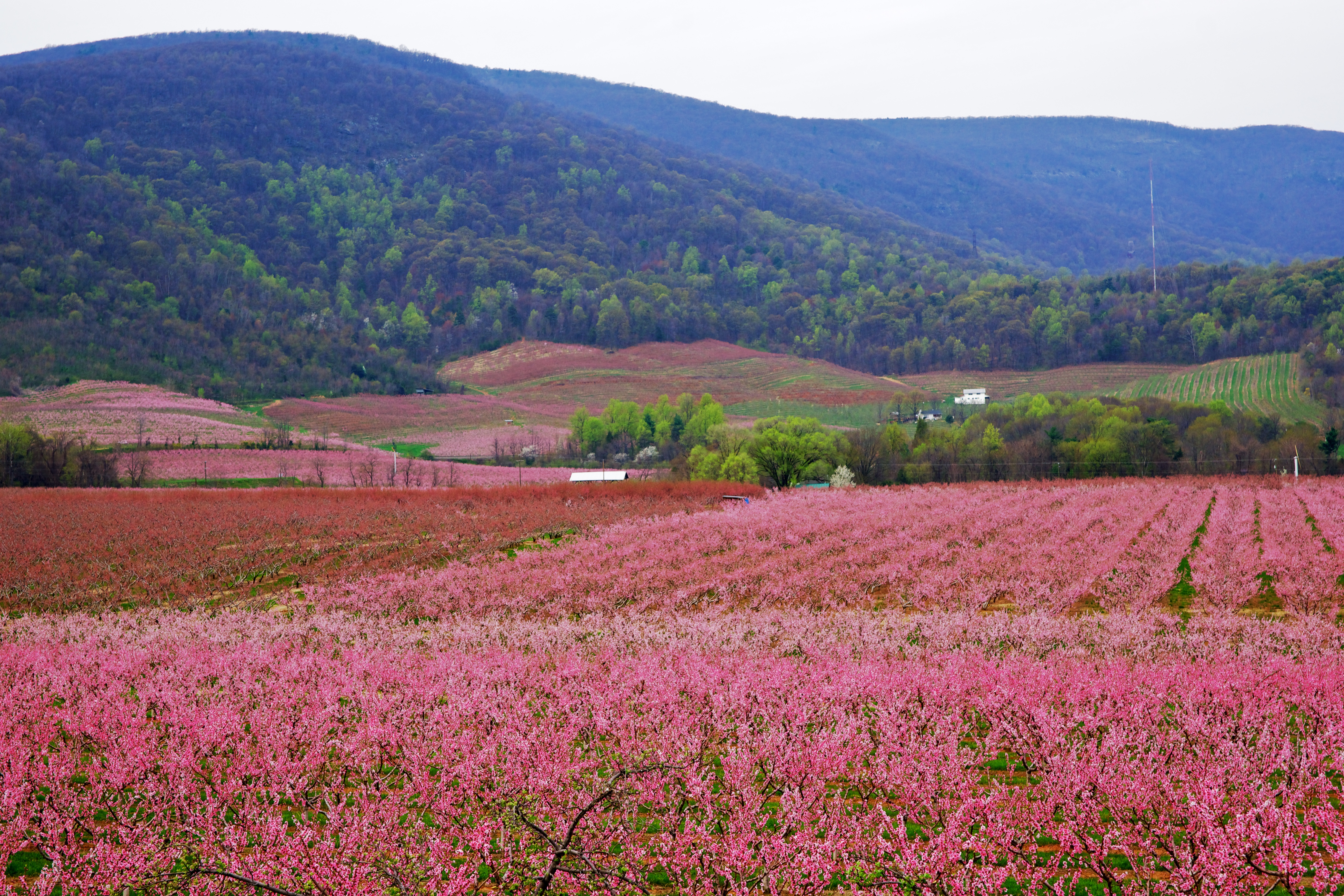 2. From Seed to Bloom: The Art of Cultivating Beauty