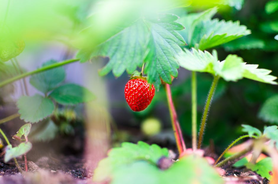 Garden Magic: Organic Fungicide for a Happy, Healthy Harvest