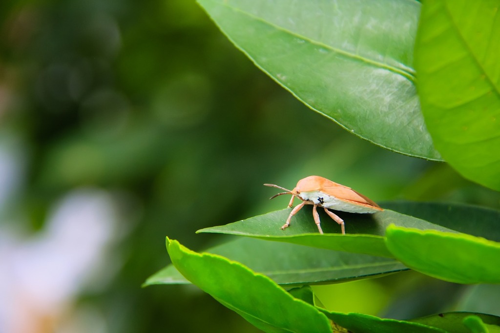 1. Banish Bugs‌ Naturally: Sprucing Up Your Garden with ​Garden Guardians