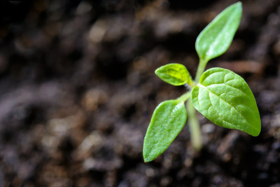 1. Sprouting Change: How Community Garden Projects Are Taking Root