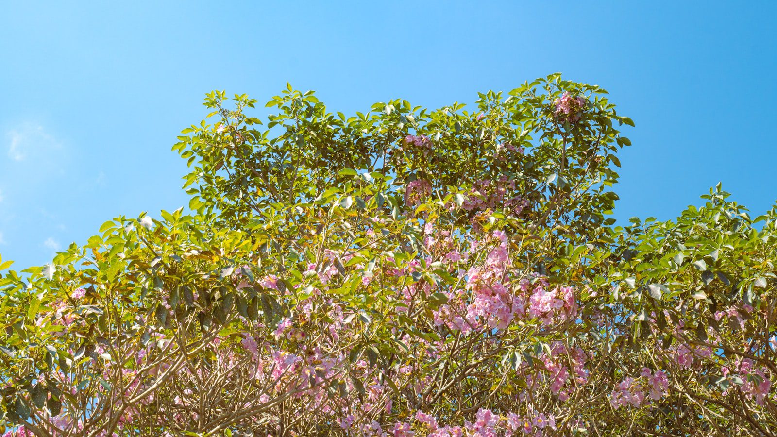 Green Thumbs Up: Organic Garden Tips for Blooming Success