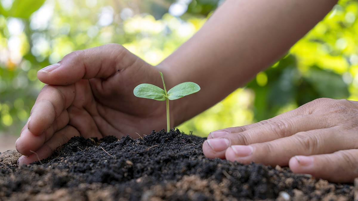 1. Planting Seeds⁣ of Success: Harvest Hoops​ Community ‌Garden Takes Root