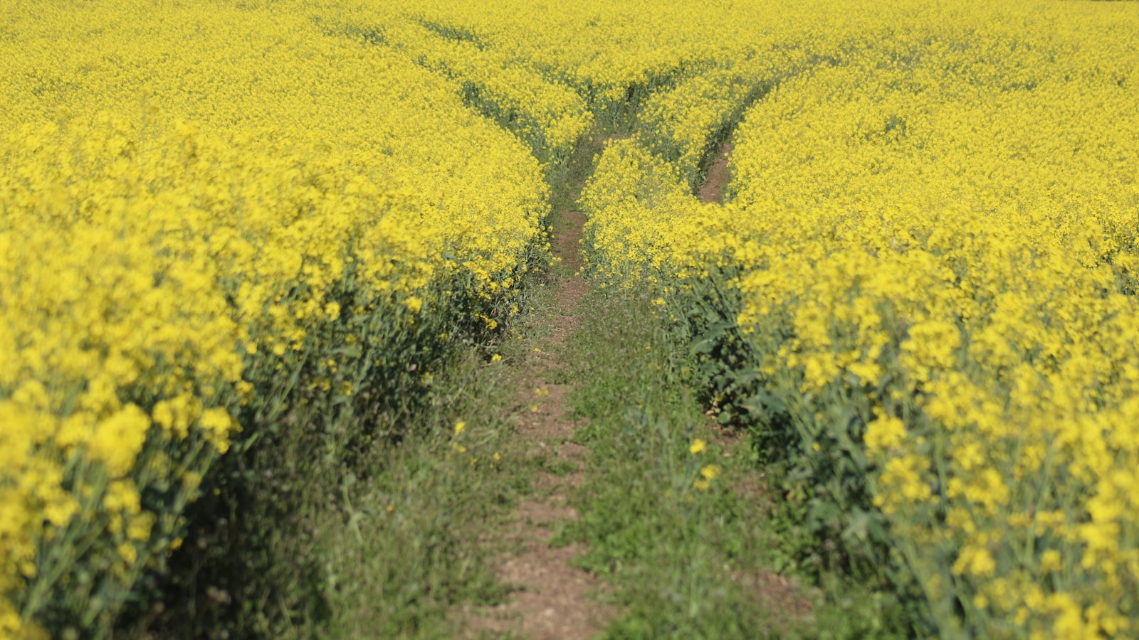 2.​ Garden Delights: Growing Your Own Happiness