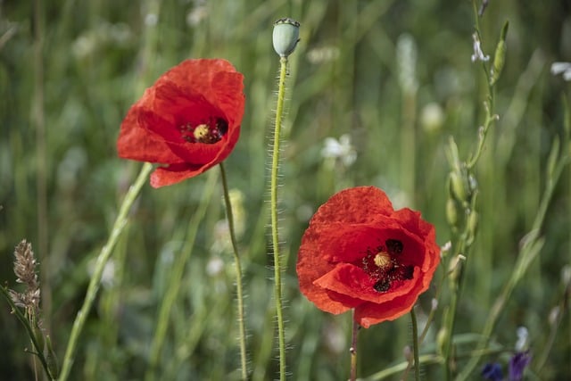 1. ‌Say goodbye to pesky pests: Organic‍ solutions for a ‌thriving garden!