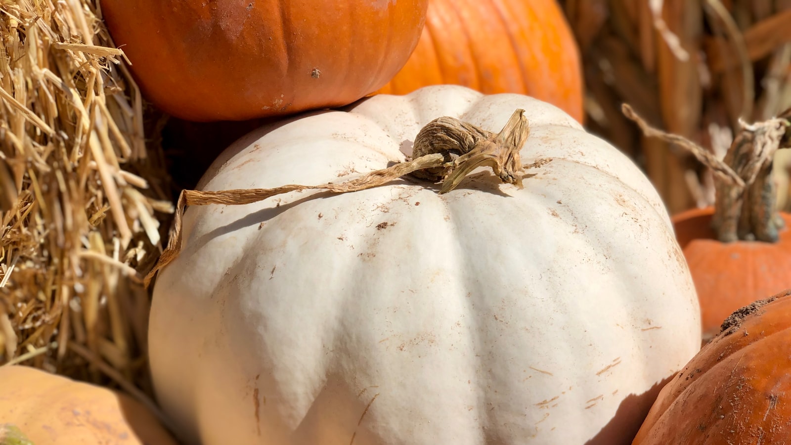 1. Bountiful‍ Harvest: Reaping ‌the Rewards of Organic Vegetable Gardening