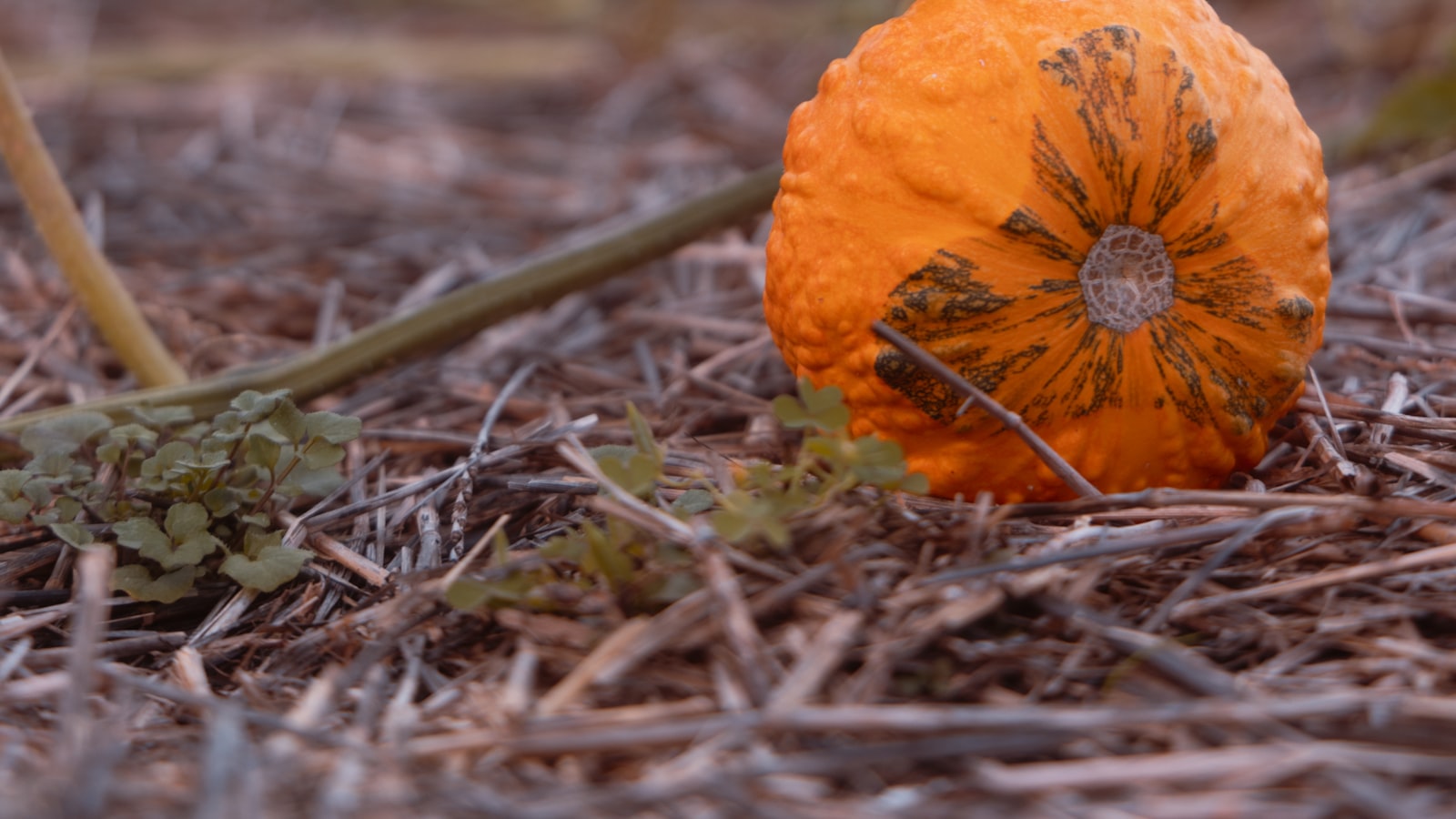 1. Cultivating Happiness:⁢ Transforming Your Garden Soil into a Blissful Oasis