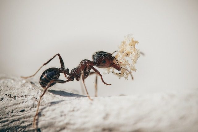 Gone with the Ants: Organic Garden Ant Killer