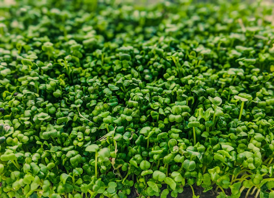 Harvest Happiness: Nourishing Your Garden with Organic Fertilizer