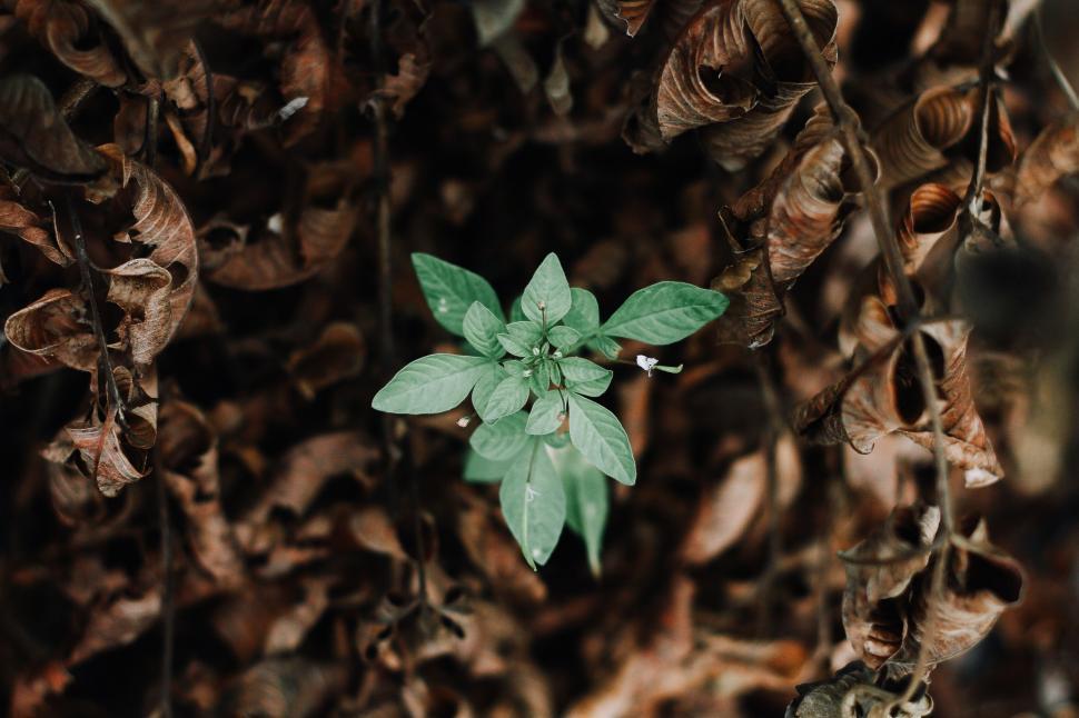 Sprout and About:  Natural Fungicide for Your Organic Garden