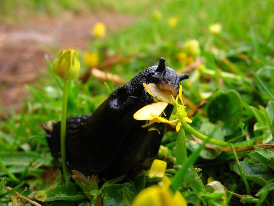 1. Banish Bugs the‍ Natural Way with Organic Garden Bug Spray!