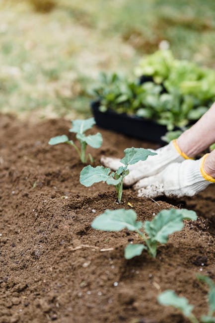 Growing Greener: Spruce Up Your Garden with Organic Veggie Fertilizer!