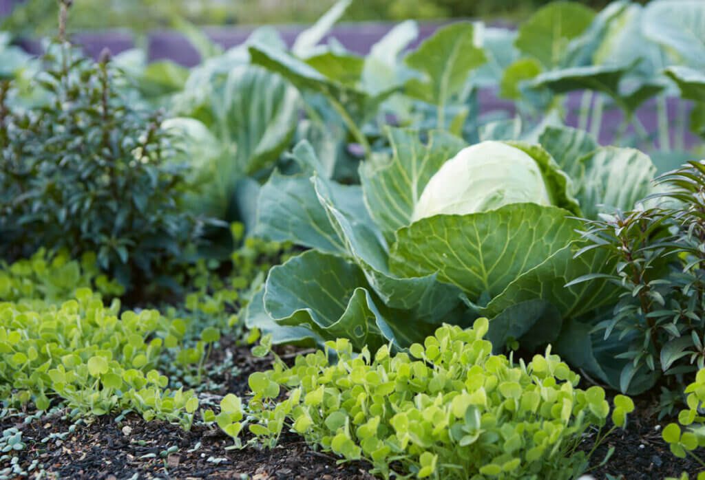 Growing Goodness: Cultivating an Organic Garden