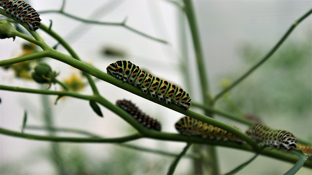 2. Transform Your Space into a Lush Paradise with Organic Garden Plants