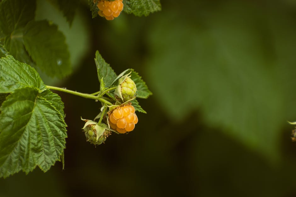 Harvest Happiness: Growing Your Own Organic Garden Veggies