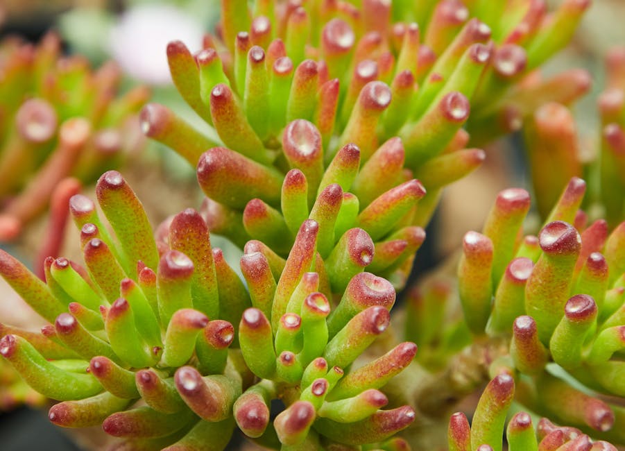 Sprouting Joy: The Beauty of Organic Garden Vegetables