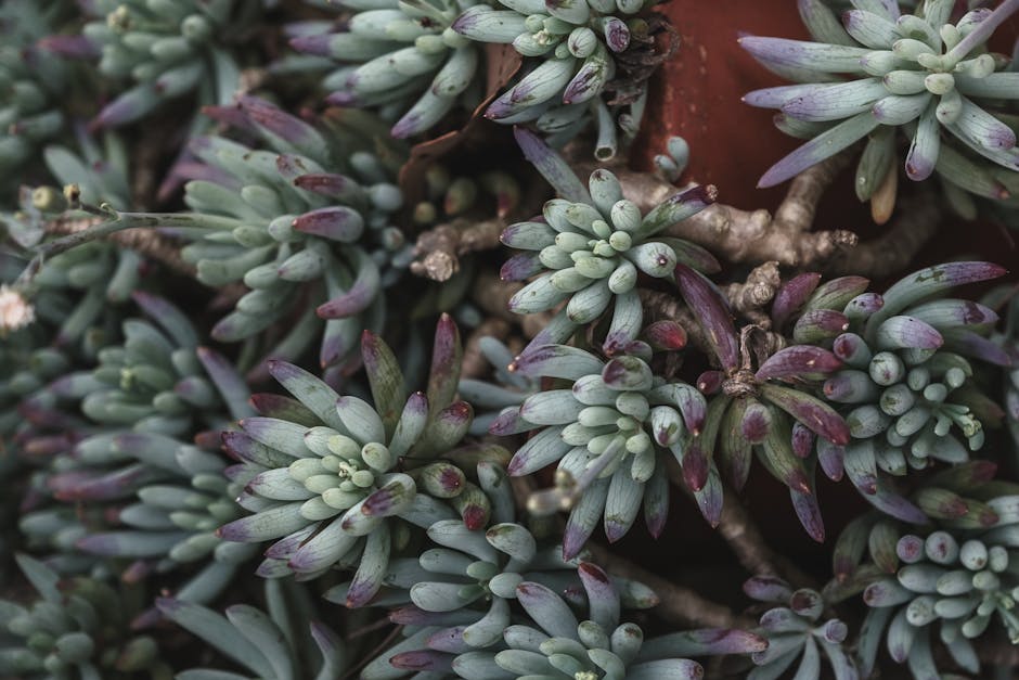 Blooming Prosperity: Cultivating Community Gardens with Funding