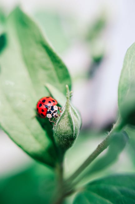 You’re Bugging Me! How to Keep Your Organic Garden Pest-Free