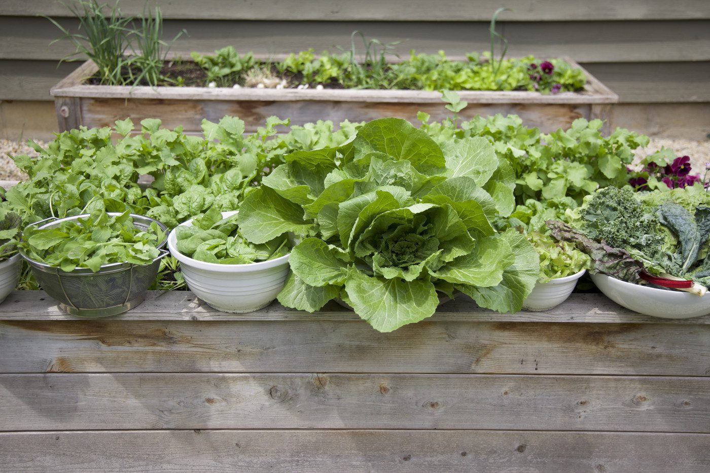 Dig into Delicious: Nourishing Your Garden with Organic Vegetable Soil