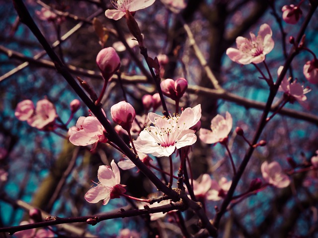 2. Blossoming Beauties: The‍ Benefits of Cultivating⁢ Organic Flowers and⁤ Herbs