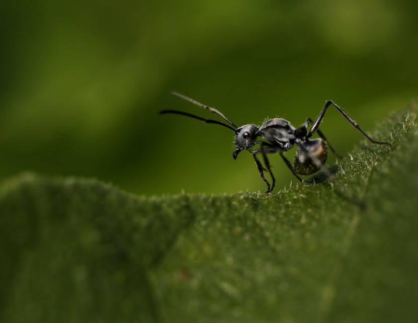 Bugs Beware: Organic Ant Assassin for Your Garden!