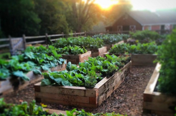 Dig into Sustainable Gardening with Organic Bed Soil!