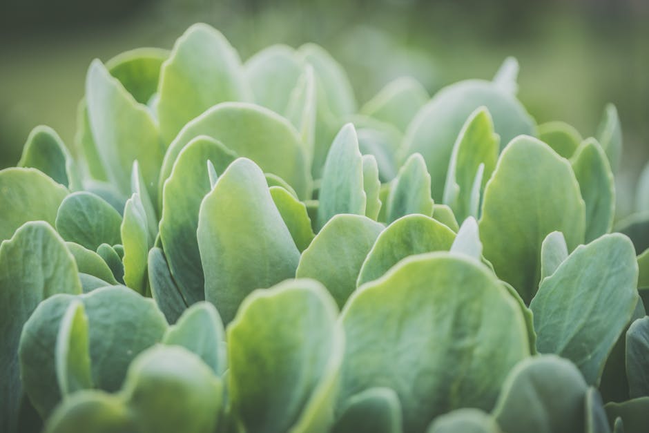 Grow Your Greens with Lush & Organic Raised Bed Soil!